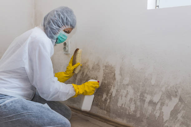 Biohazard Mold Removal in Fabens, TX