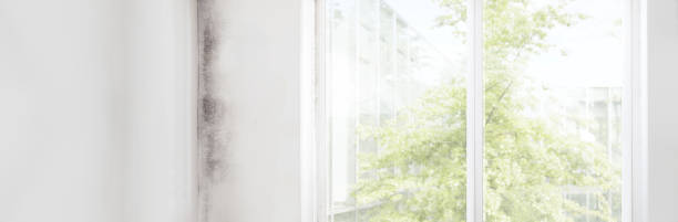 Best Mold Remediation for Healthcare Facilities  in Fabens, TX